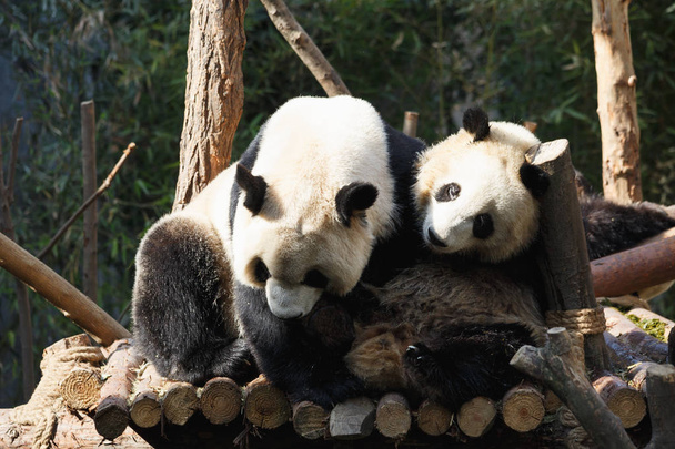 Dois pandas estão abraçando e brincando juntos
 - Foto, Imagem