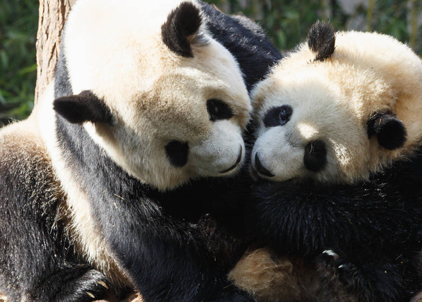 Две панды обнимаются и резвятся вместе.
 - Фото, изображение