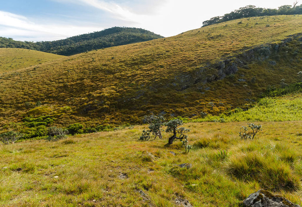 Краєвид пагорбів Хортон рівнини Національний парк, Центральне нагір'я,  - Фото, зображення