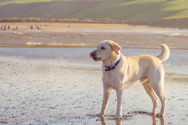 reinrassige Labrador Retriever am Strand - Foto, Bild
