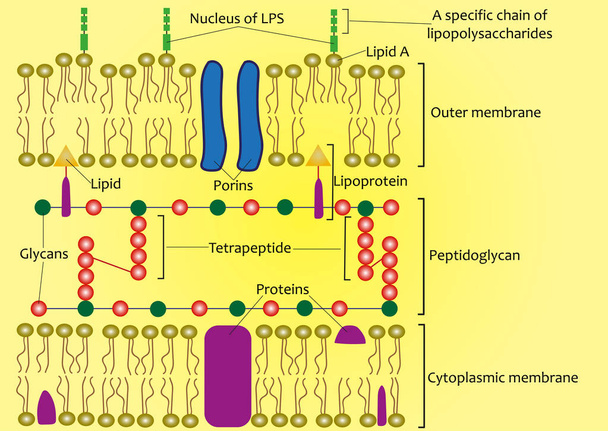 Estructura de la pared celular de bacterias gramnegativas (esquema
) - Vector, imagen
