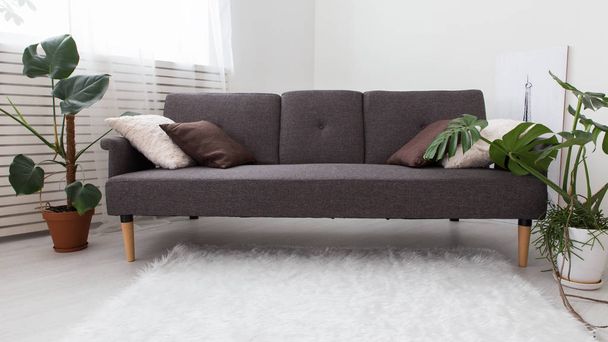 moderno apartamento estudio con plantas vivas. gris en el interior. sofá en la sala de estar
. - Foto, imagen