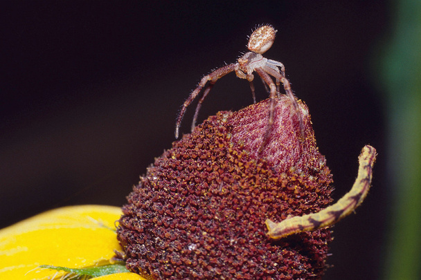 αράχνη εναντίον ιντσών σκουλήκι - Φωτογραφία, εικόνα