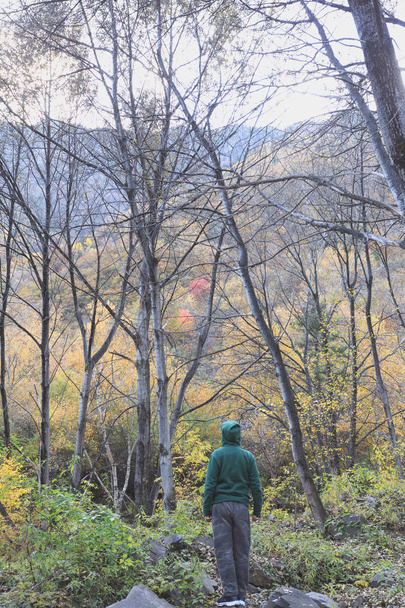ein Mann in grünem Kleid steht vor einem bunten Wald. - Foto, Bild