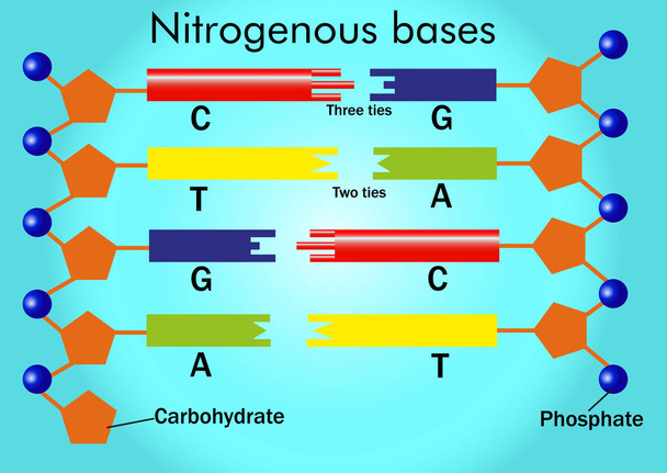 Bases nitrogenadas (adenina, uracilo, guanina, timina y citosina)
)  - Vector, Imagen