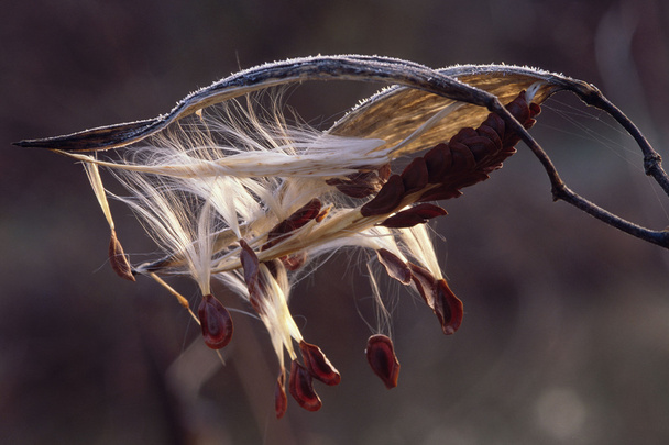 milkweed seed pod άνοιγμα - Φωτογραφία, εικόνα