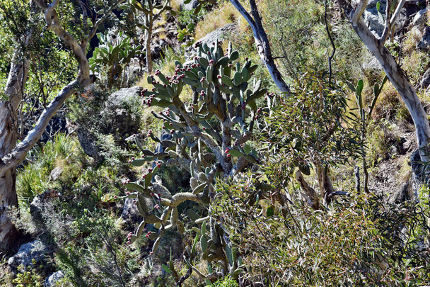 Kaktus Opuntia sp. Australiassa
 - Valokuva, kuva
