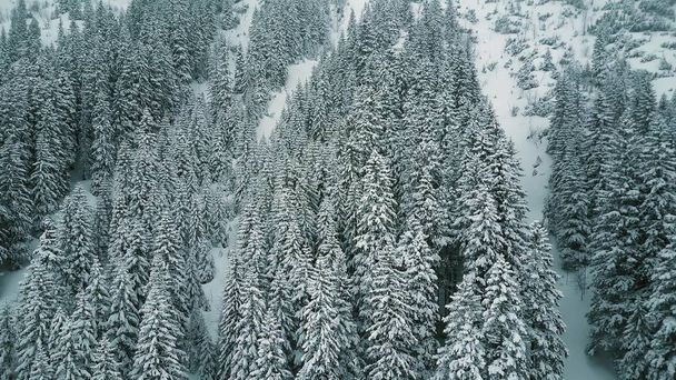 Aerial view of a mountainous forest in the snow - Foto, Imagem