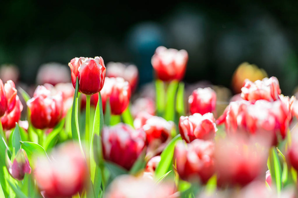 Blossom tulips in the garden - Photo, Image