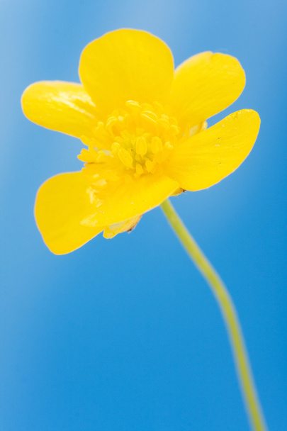 sárga buttercup - Fotó, kép