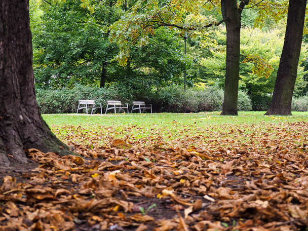 podzim v parku - Fotografie, Obrázek