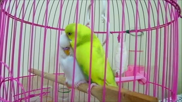 home to feed the canary, canaries kissing each other - Footage, Video