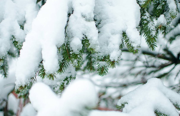 O ramo com neve está perto ao ar livre
  - Foto, Imagem