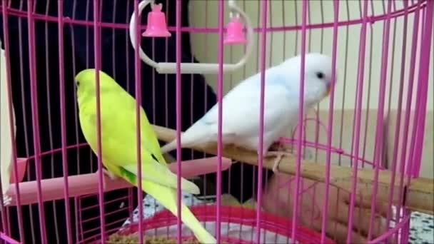 besleme kafesi sarı ve beyaz Kanarya kuşu hd video görüntü, evde kafesi kanarya besleme, - Video, Çekim