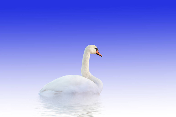 Cisne sobre superficie blanco-azul
. - Foto, Imagen