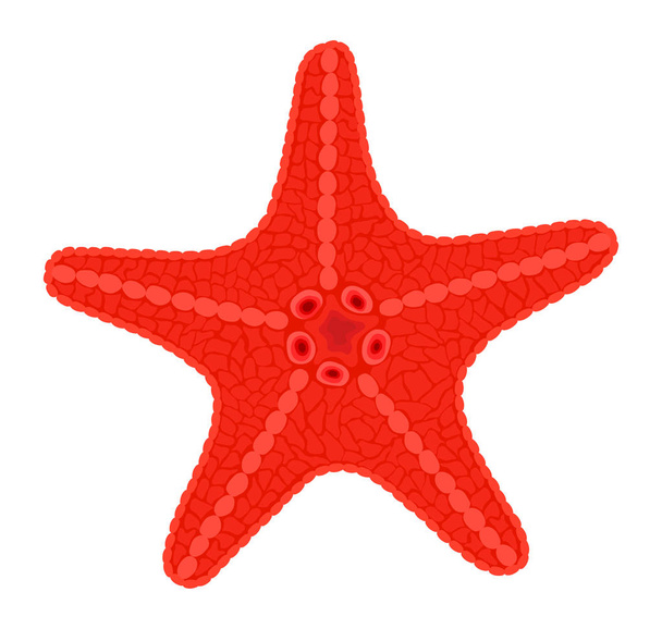 Red sea star fish. Vector Illustration - Vector, Image