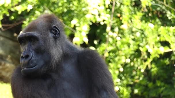 Gorilla's zijn grond-woning, voornamelijk plantenetende apen die bewonen de bossen van Centraal-Afrika. Gelijknamige geslacht Gorilla is onderverdeeld in twee soorten: oostelijke gorilla en Westelijke gorilla's. - Video