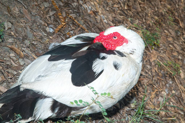Portrait of White Muscovy duck portrait Musky duck Indoda Barbary duck with red nasal corals in the park.  - Photo, Image