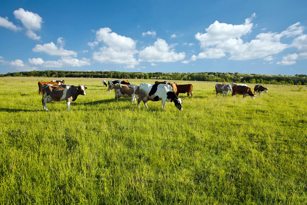 Koeien grazen in groene weide - Foto, afbeelding