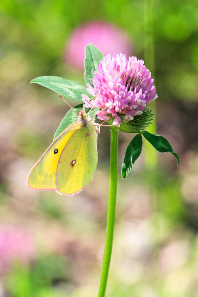 A Giant Sulphur butterfly sits on a purple clover - Photo, Image