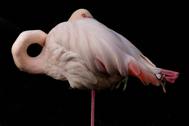 Flamingo okiem - Zdjęcie, obraz