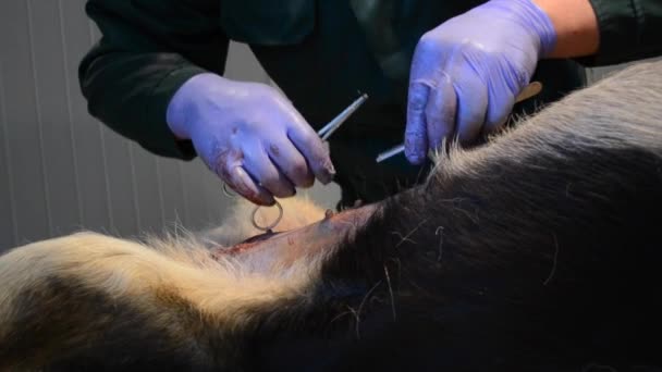 Veterinário faz cirurgia ao cão
 - Filmagem, Vídeo