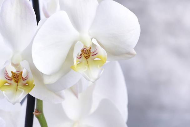 Flor de orquídea blanca sobre fondo gris
 - Foto, Imagen