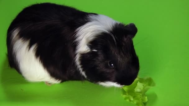 Смішна різнокольорова морська свинка сидить на зеленому екрані і їсть зелений салат
 - Кадри, відео