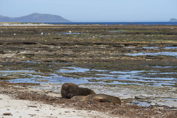 Pair of Southern Sea Lion (Otaria flavescens) on the coast of Carcass Island in the Falkland Islands. - Photo, Image
