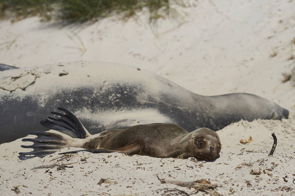 Young Southern Sea Lion (Otaria flavescens) lying next to a group of Southern Elephant Seals (Mirounga leonina) on a sandy beach on carcass Island in the Falkland Islands. - Photo, Image