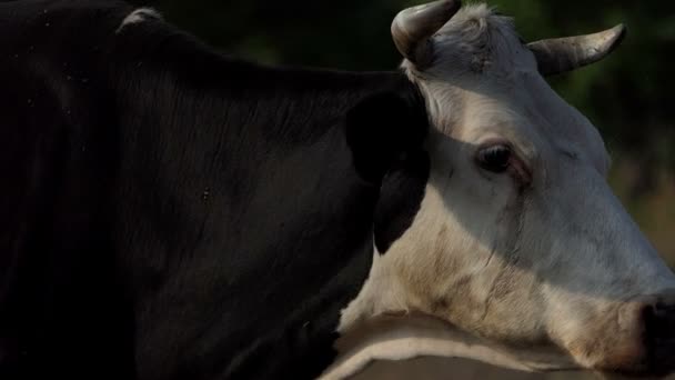 A cows muzzle with big horns sticks a tongue out in slo-mo - Footage, Video