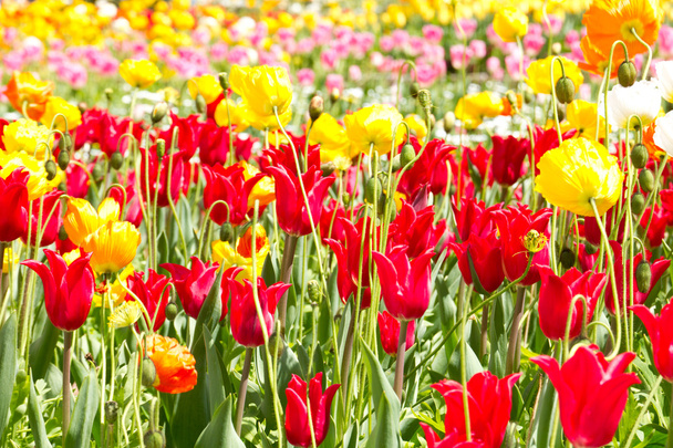 Red and yellow tulips - Фото, зображення