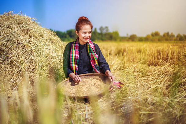 farmer woman threshed rice in field - Photo, Image