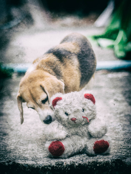 Abondoned vieille poupée ours blanc laissé sur le sol avec beagle mignon sn
 - Photo, image