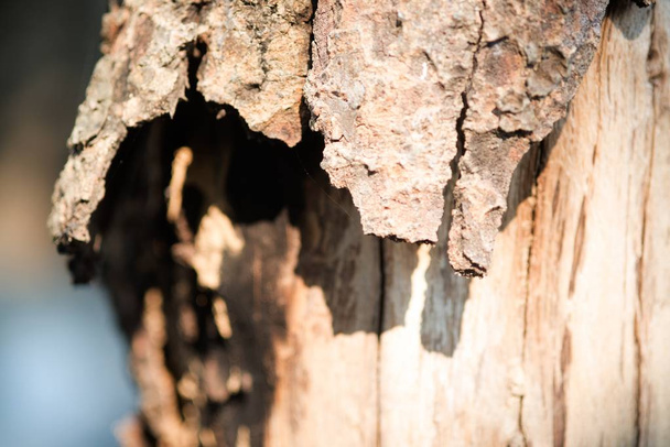 Uniquely textured and background bark from growth rain forest tree. - Valokuva, kuva