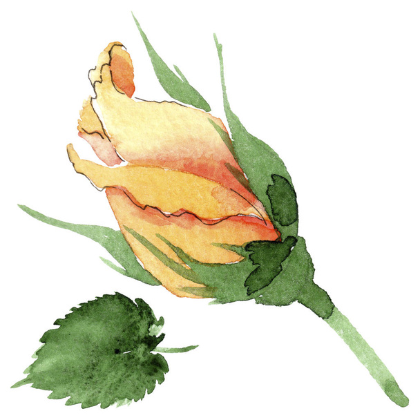 Wildflower κίτρινο τσάι-υβριδικό τριαντάφυλλα λουλουδιών σε στυλ υδροχρώματος απομονωμένες. - Φωτογραφία, εικόνα