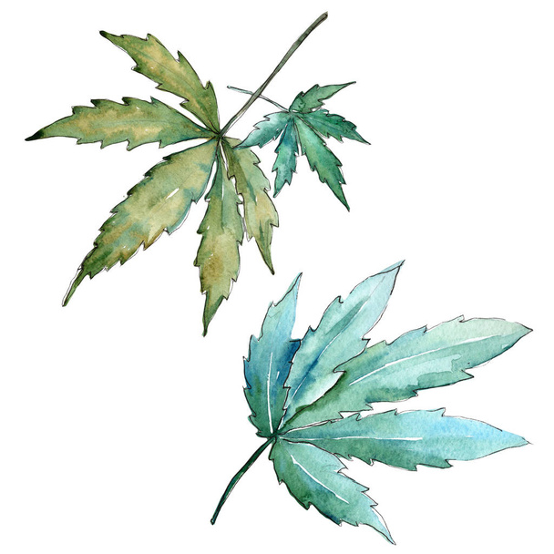 Cannabis leaves  in a watercolor style isolated. - Photo, image