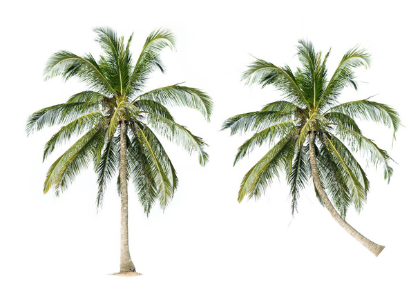 Palmy kokosowe izolowane na białym tle - Zdjęcie, obraz