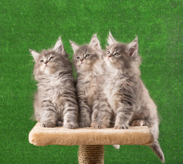 Maine Coon kittens - Фото, зображення