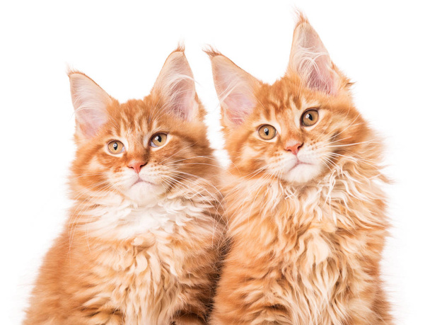 Maine Coon kittens - 写真・画像