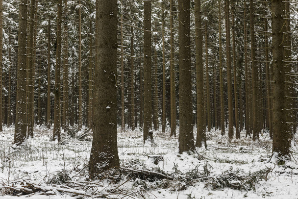 Foresta di pino Harz
 - Foto, immagini