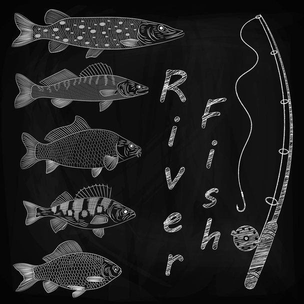 Sketch on a theme fishing, a river fish, fish tackles. Popular river fish are pike, crucian carp, perch, pike perch, carp. Sketch, drawing chalk on a blackboard, vector illustration - Vector, Image