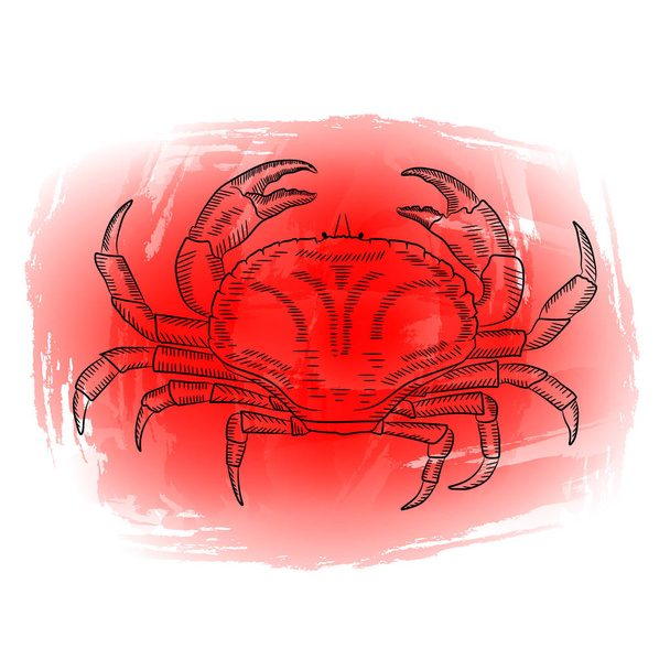 Une photo d'un crabe sur fond rouge. Croquis, aquarelle, illustration vectorielle
 - Vecteur, image
