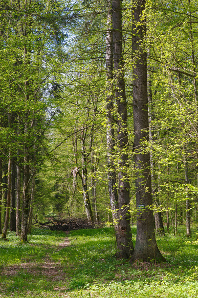 Wąską ścieżką przez wiosna fores - Zdjęcie, obraz