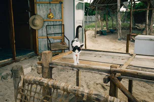 Gatto senzatetto bianco e nero in piedi su un tavolo di legno
 - Foto, immagini