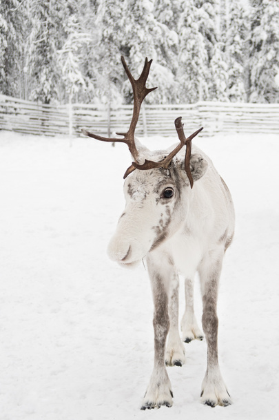 Reindeer in the winter landscape. Image taken in Finnish Lapland. - Photo, Image