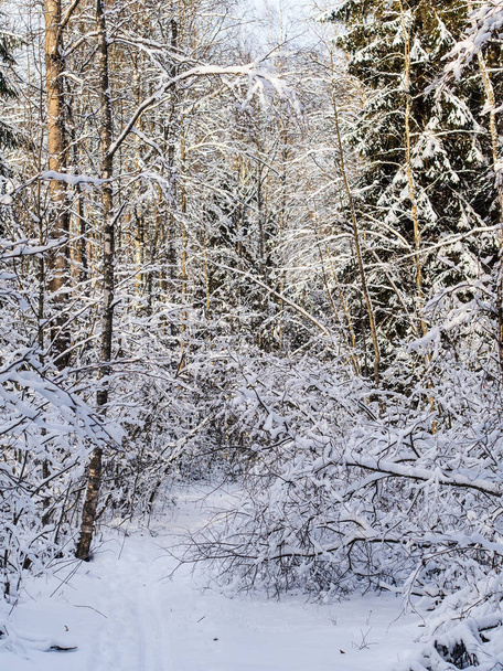 trees in a winter forest - Fotoğraf, Görsel