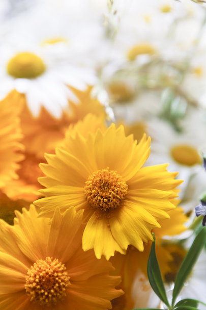 Beautiful daisies closeup. Flower background. - Photo, Image