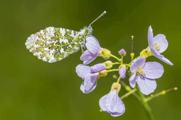 Orange tip butterfly - Photo, Image