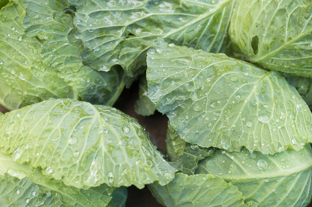 Fresh cabbage leaves - Brassica oleracea var. capitata - Valokuva, kuva